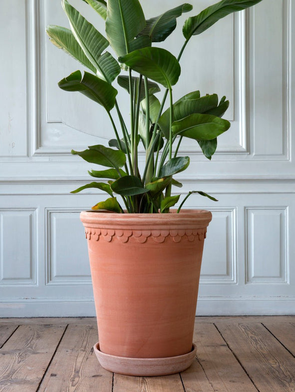 Copenhagen - Rosa - XL Tall